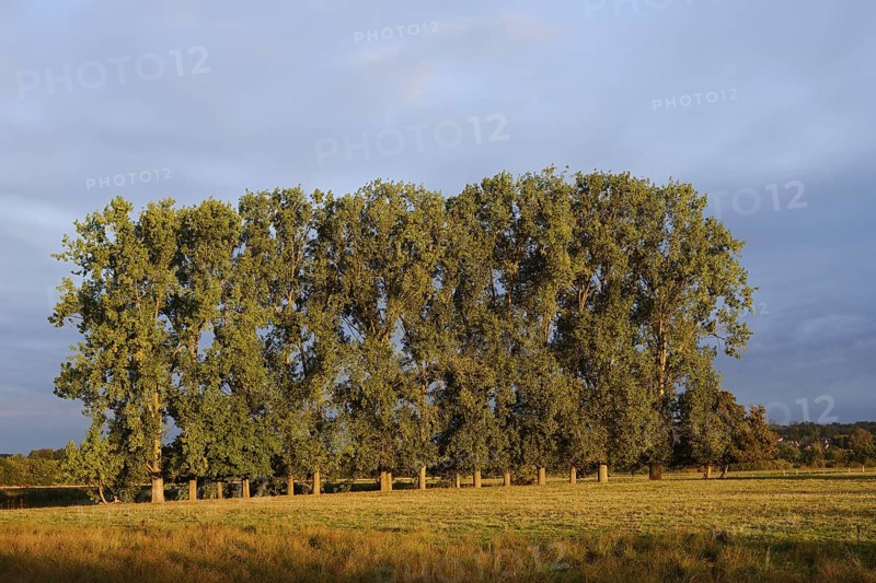 Bastard black poplars or Canada poplars (Populus x canadensis, Populus x euramericana) in autumn, North Rhine-Westphalia, Germany