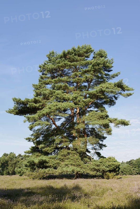 Scots pine or Scots pine (Pinus sylvestris) in heathland, Westruper Heide, North Rhine-Westphalia, Germany