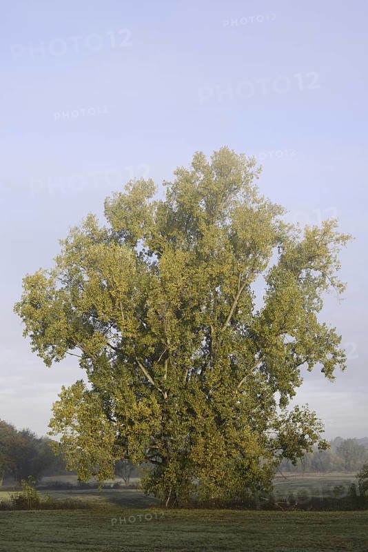Bastard black poplar or Canada poplar (Populus ×canadensis, Populus ×euramericana) in autumn, North Rhine-Westphalia, Germany