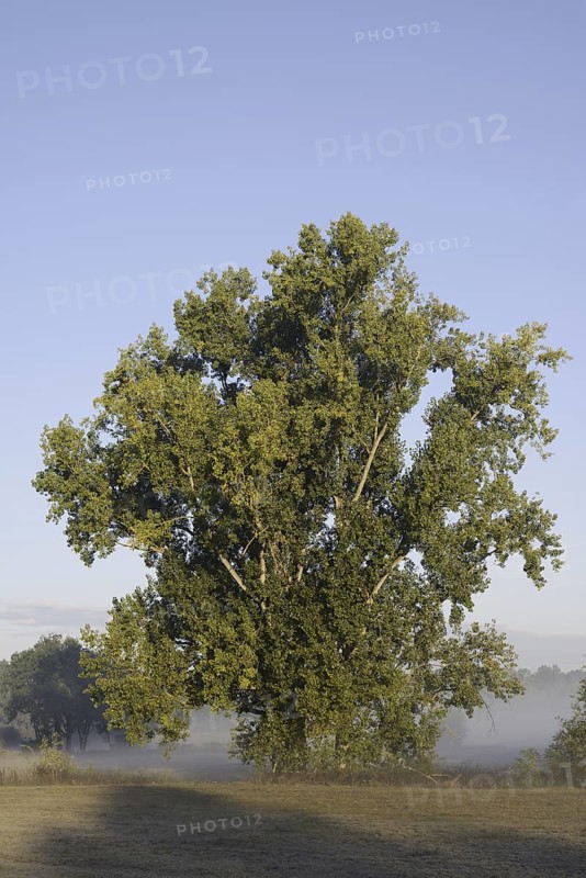 Bastard black poplar or Canada poplar (Populus ×canadensis, Populus ×euramericana) with morning mist, North Rhine-Westphalia, Germany