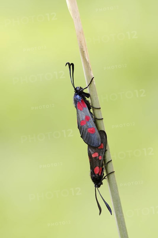 Horned Clover Oriole (Zygaena lonicerae), pair copulating, Brittany, France