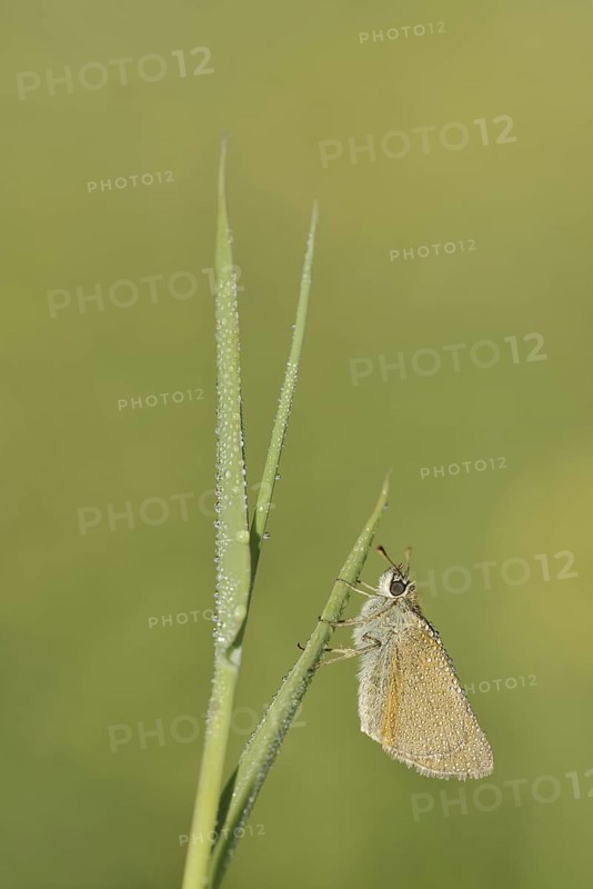 Small Skipper or Small Skipper (Thymelicus sylvestris), North Rhine-Westphalia, Germany