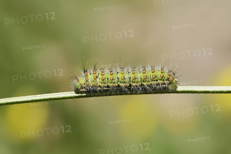 Small emperor moth (Saturnia pavonia), caterpillar, France