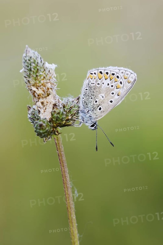 Chapman's blue (Polyommatus thersites), female, France