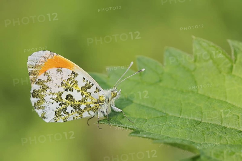 Aurora butterfly (Anthocharis cardamines), male, North Rhine-Westphalia, Germany
