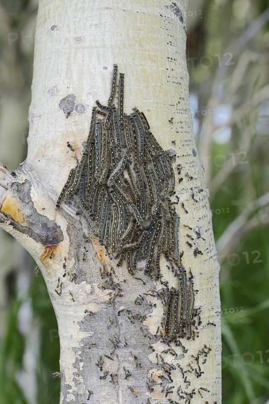 Ringlet moth (Malacosoma disstria), caterpillars on a tree trunk, Waterton Lakes National Park, Alberta, Canada