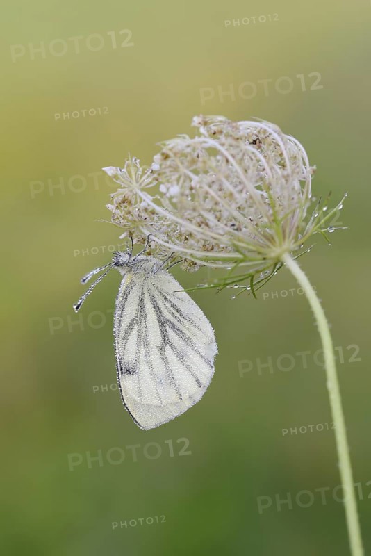 Rape white butterfly or green vein white butterfly (Pieris napi), North Rhine-Westphalia, Germany
