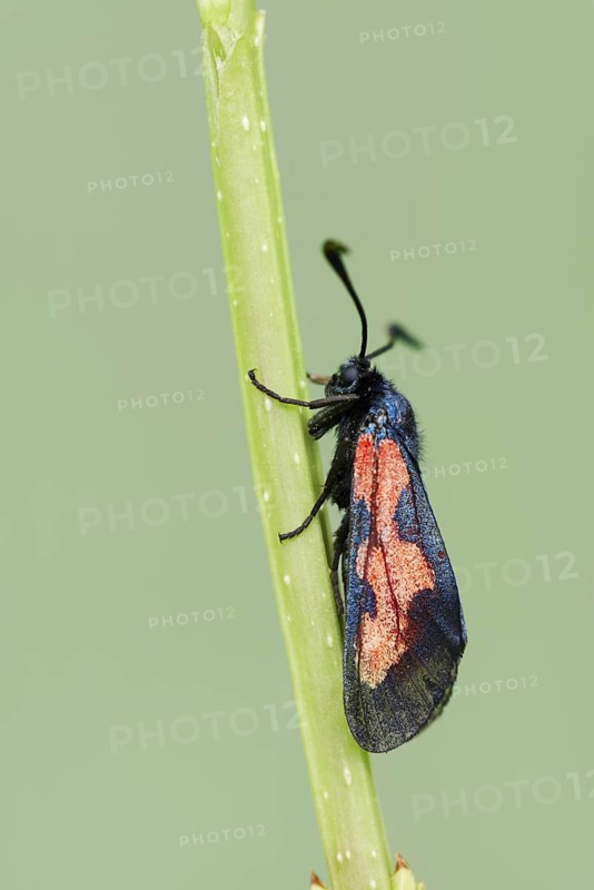 Marsh Horned Oriole (Zygaena trifolii), Brittany, France