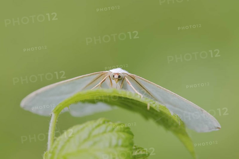 Pearl-bordered moth or silverleaf moth (Campaea margaritaria), male, North Rhine-Westphalia, Germany