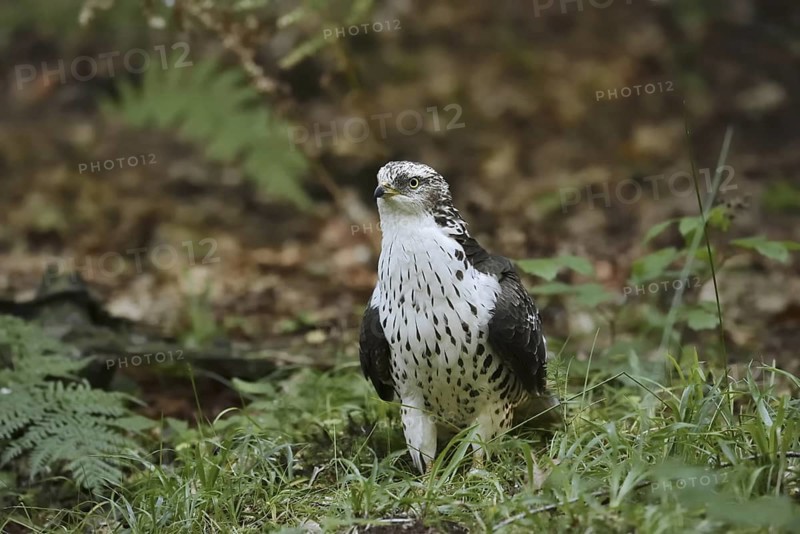 Honey buzzard (Pernis apivorus), North Rhine-Westphalia, Germany