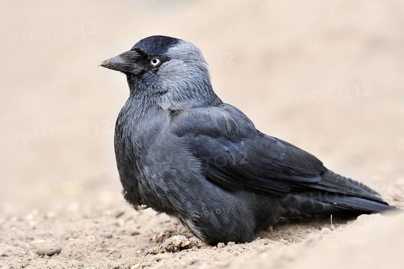 Jackdaw (Corvus monedula), North Rhine-Westphalia, Germany