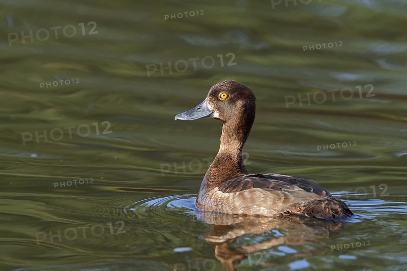 Tufted Duck (Aythya fuligula), swimming female, North Rhine-Westphalia, Germany