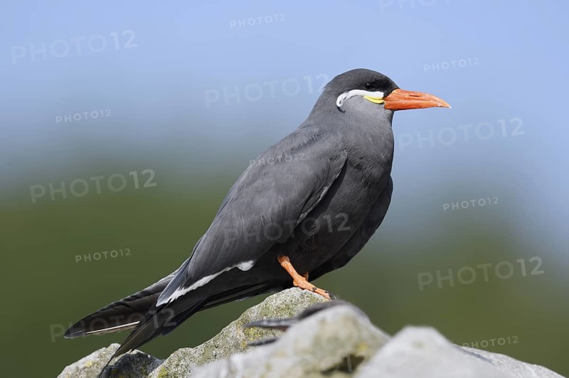 Inca tern (Larosterna inca), captive, occurring in South America