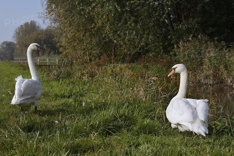 Mute swan (Cygnus olor), pair standing in a meadow, South Holland, Netherlands