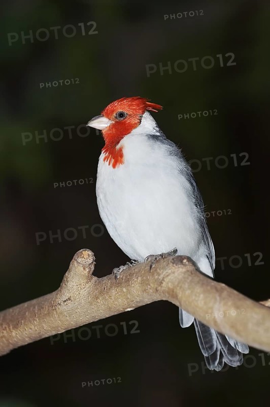 Red-crested tanager or grey cardinal (Paroaria coronata), captive, native to South America