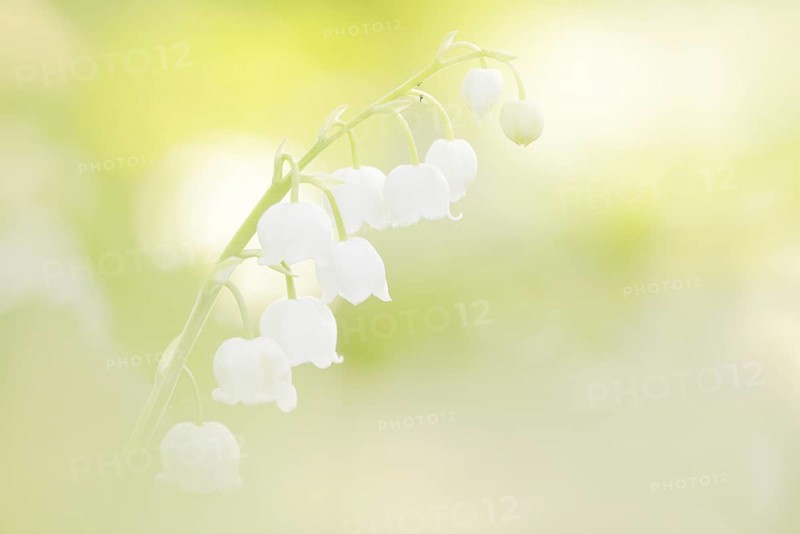 Lily of the valley (Convallaria majalis), flowers, North Rhine-Westphalia, Germany