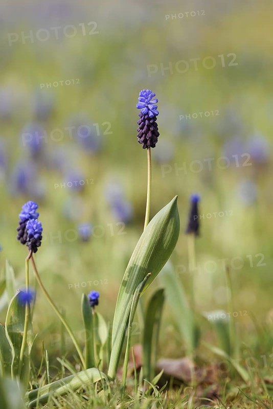 Broad-leaved grape hyacinth (Muscari latifolium), flowering, North Rhine-Westphalia, Germany