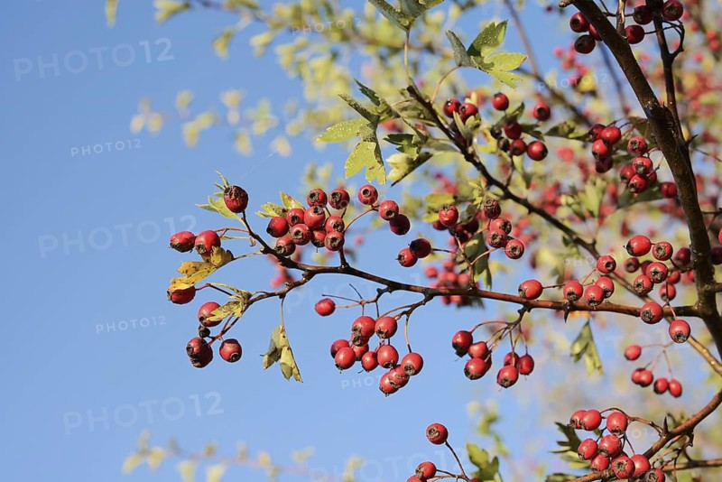 Common hawthorn or hawthorn (Crataegus monogyna), branch with fruit, North Rhine-Westphalia, Germany