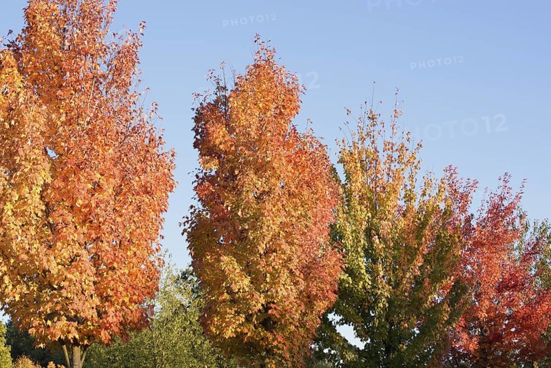 American sweetgum or starfish tree (Liquidambar styraciflua), trees in autumn, North Rhine-Westphalia, Germany