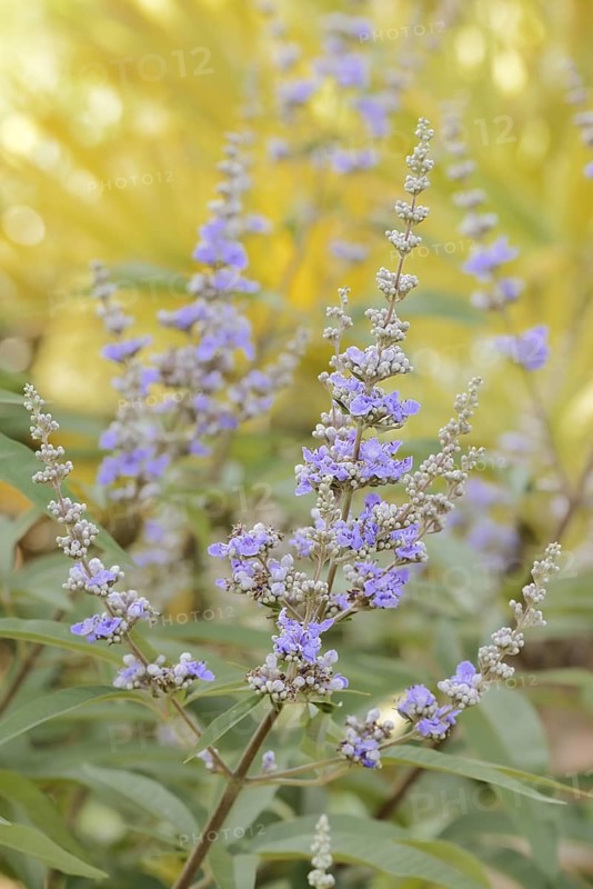 Monk's pepper or chaste tree (Vitex agnus-castus, Agnus-castus vulgaris, Vitex verticillata), flowering, North Rhine-Westphalia, Germany