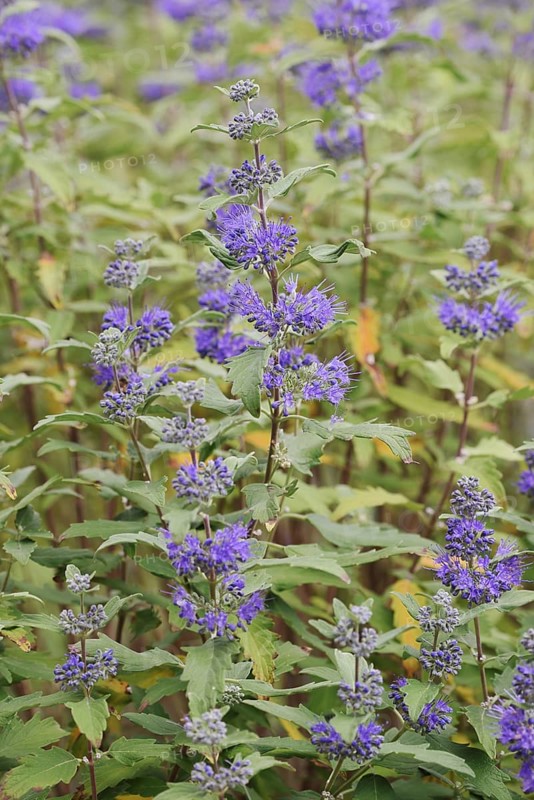 Bearded flower (Caryopteris x clandonensis), flowering, ornamental shrub, North Rhine-Westphalia, Germany