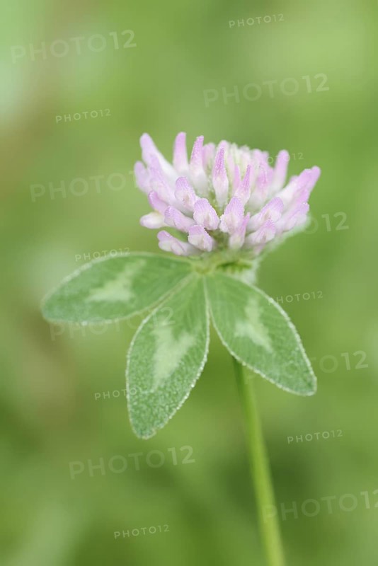 Meadow clover or red clover (Trifolium pratense), flower and leaf, North Rhine-Westphalia, Germany