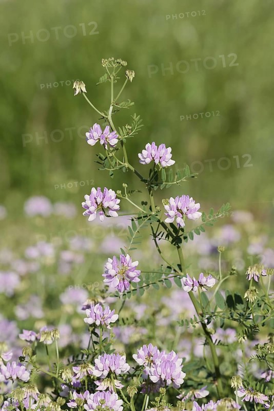 Colourful crown vetch (Securigera varia, Coronilla varia), flowering, North Rhine-Westphalia, Germany