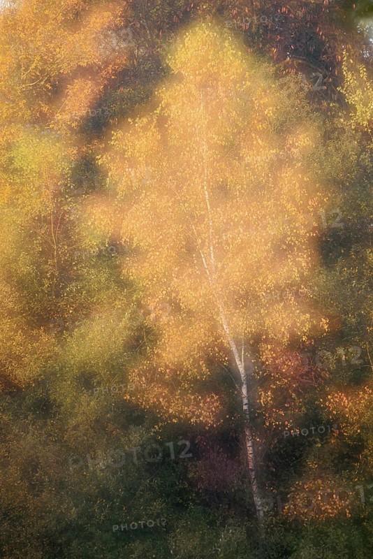 Silver birch (Betula pendula) in autumn, double exposure, North Rhine-Westphalia, Germany