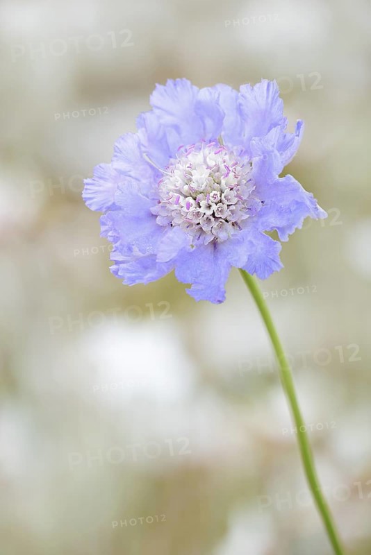 Widow flower or Caucasian scabiosa (Scabiosa caucasica), flower, native to the Caucasus
