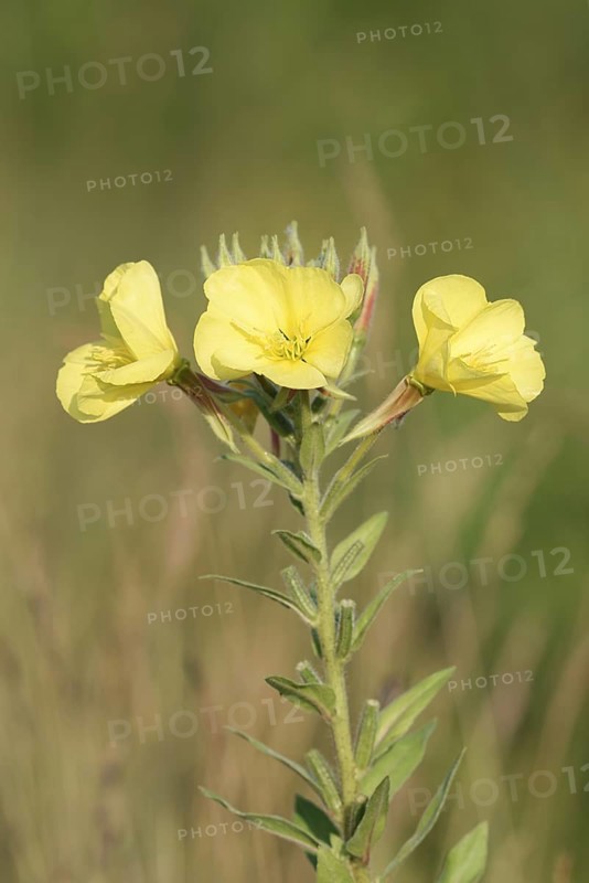 Common evening primrose or common evening primrose (Oenothera biennis), flowers, North Rhine-Westphalia, Germany