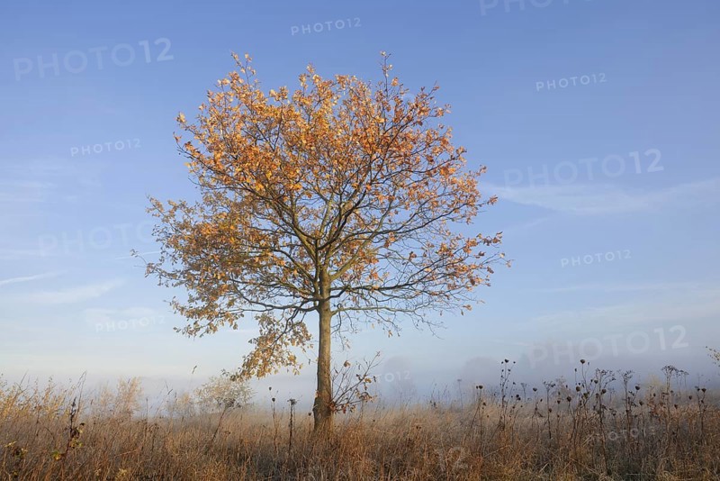 Pedunculate oak or summer oak (Quercus robur, Quercus pedunculata) in autumn, North Rhine-Westphalia, Germany
