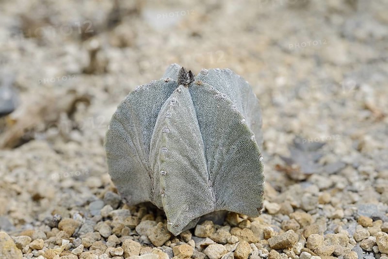 Bishop's cap (Astrophytum myriostigma), native to Mexico