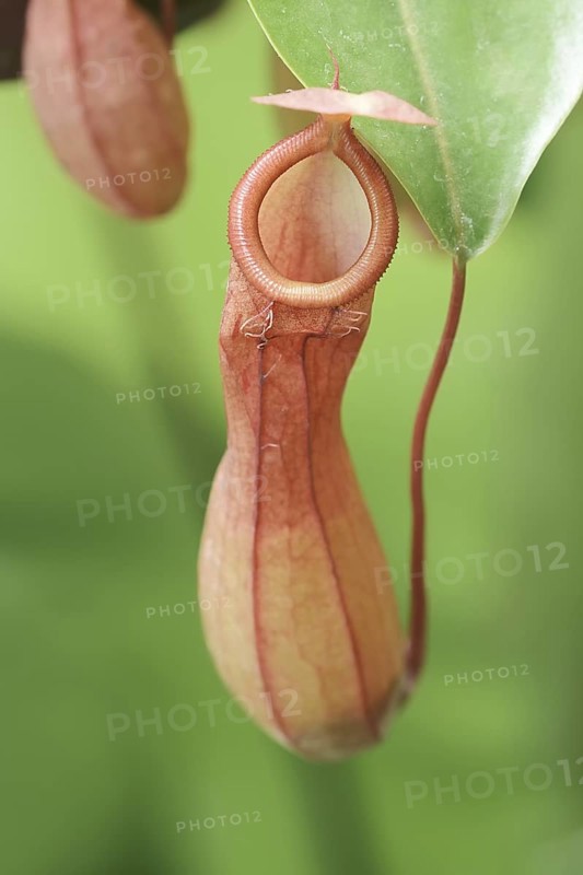 Pitcher plant (Nepenthes alata), pitcher, native to the Philippines