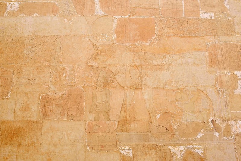 Relief of the Hathor Cow, Temple of Hatshepsut, Mortuary Temple of Hatshepsut, Deir el-Bahari, Thebes, Luxor, Egypt