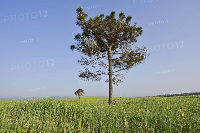 Pine (Pinus spec.) in meadow landscape, Algarve, Portugal