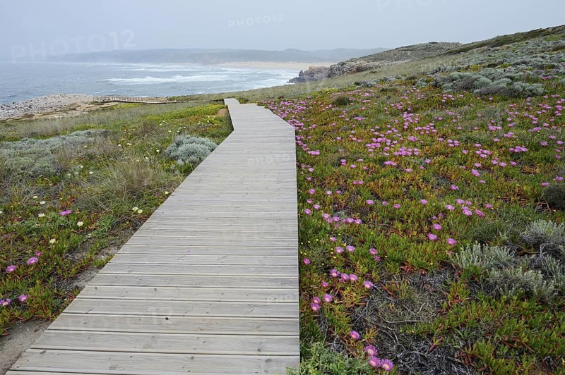 Boardwalk and midday flowers in bloom on the coast, Carrapateira, Parque Natural do Sudoeste Alentejano e Costa Vicentina, Algarve, Portugal