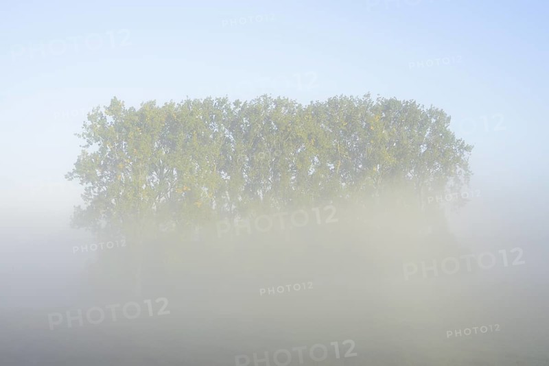 Bastard black poplars or Canada poplars (Populus x canadensis, Populus x euramericana) in the morning mist, autumn, North Rhine-Westphalia, Germany