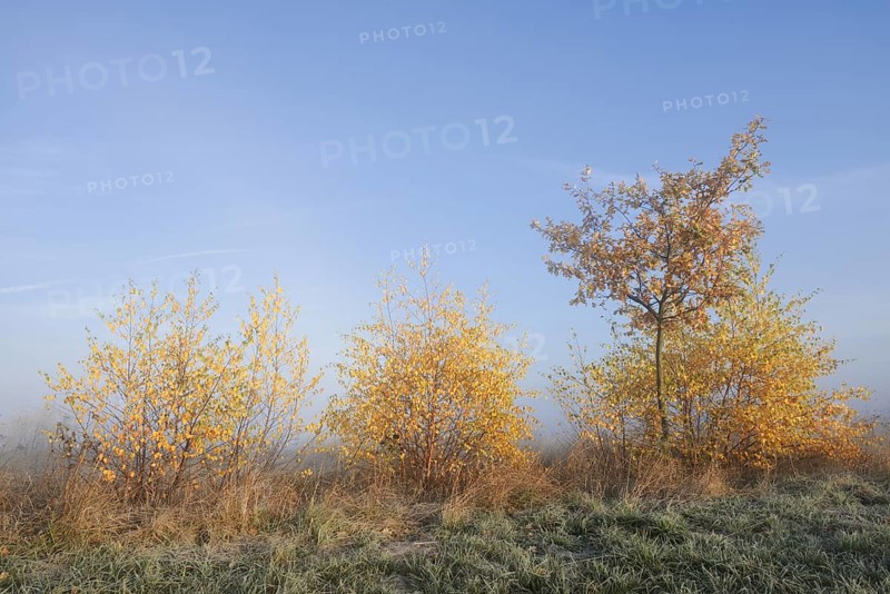 Silver birch or white birch (Betula pendula) and pedunculate oak (Quercus robur, Quercus pedunculata) in autumn, North Rhine-Westphalia, Germany