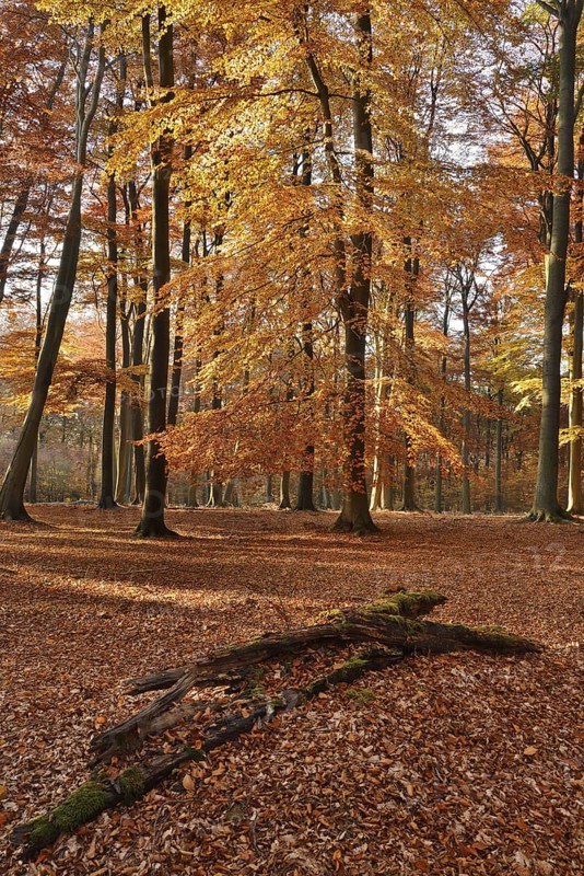 European beech forest (Fagus sylvatica) in autumn, Arnsberg Forest, Sauerland, North Rhine-Westphalia, Germany
