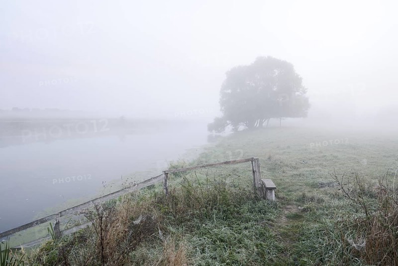 Silver willow (Salix alba) by the river Lippe in the morning mist, North Rhine-Westphalia, Germany