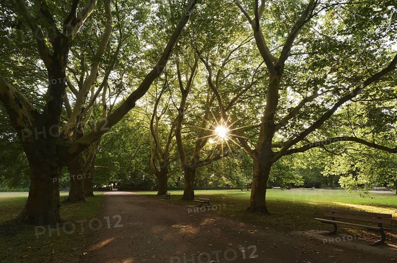 Path and common plane tree or Platanus × acerifolia (Platanus x hispanica, Platanus × acerifolia, Platanus × hybrida), Hamm, North Rhine-Westphalia, Germany