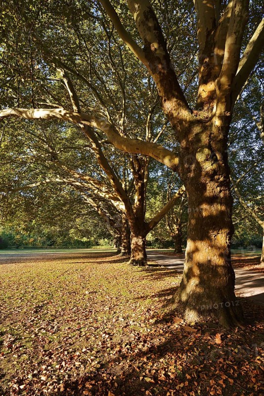 Common plane tree or Platanus × acerifolia (Platanus x hispanica, Platanus × acerifolia, Platanus × hybrida) in autumn, Hamm, North Rhine-Westphalia, Germany