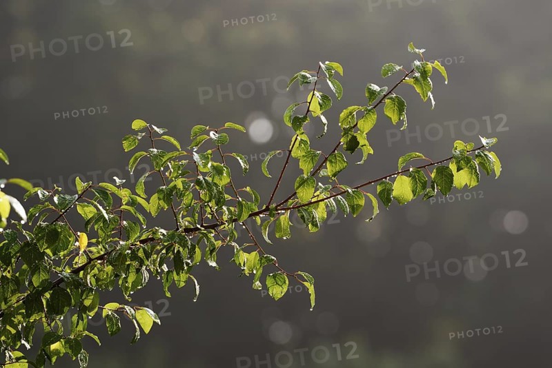 Mirabelle plum (Prunus domestica var. syriaca), branch with raindrops, North Rhine-Westphalia, Germany