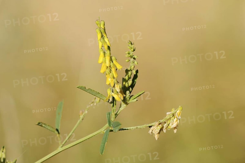 Sweet yellow clover or sweet melilot (Melilotus officinalis), inflorescence, North Rhine-Westphalia, Germany
