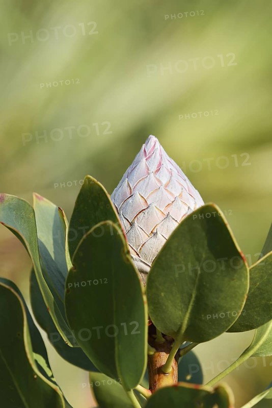 Silver tree or Burchell's sugarbush (Protea burchellii), flower bud, native to South Africa