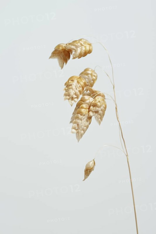 Big quaking grass (Briza maxima), spikelets against a white background, Portugal
