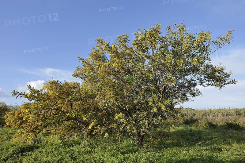 Willow leaf acacia (Acacia saligna), flowering, Algarve, Portugal