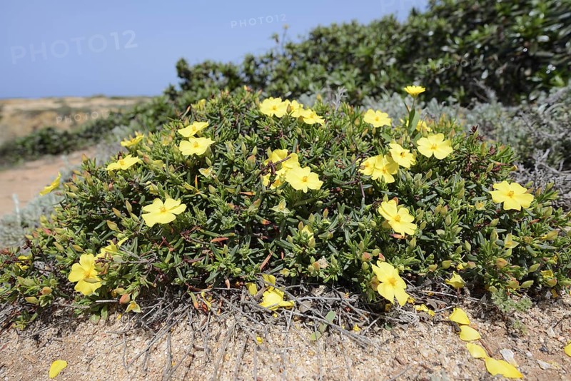 Cistus (Halimium calycinum), flowering, Algarve, Portugal
