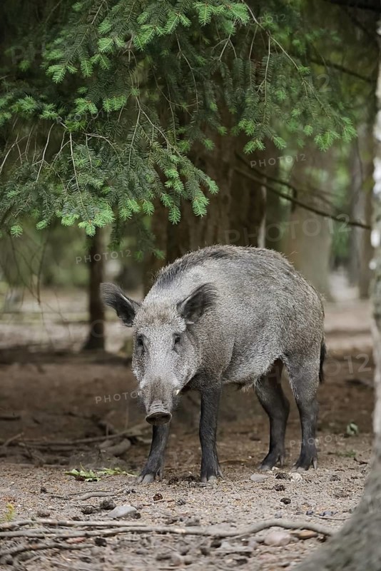 European wild boar (Sus scrofa scrofa), Gelderland, Netherlands