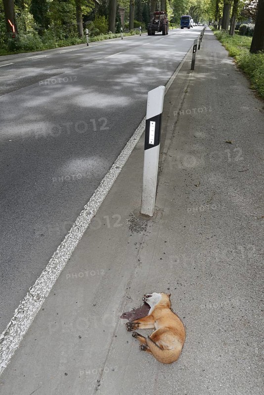 Dead red fox (Vulpes vulpes) lying on the roadside, North Rhine-Westphalia, Germany